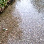 Pesci morti nel fiume Misa tra Pianello e Casine di Ostra