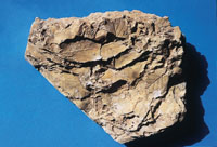 Fossile