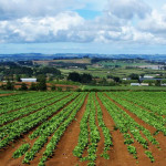 agricoltura