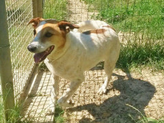 Cani cercano padrone al canile di Ostra Vetere