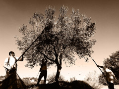 Frantoio Le Cune a Palazzo di Arcevia: raccolta delle olive