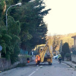 Albero in strada a Corinaldo per il vento