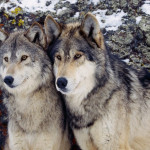 Due esemplari di 'Canis lupus'