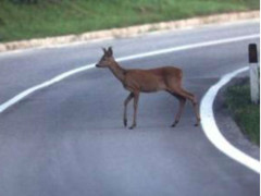 Un capriolo in strada