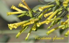 Nicotiana Glauca