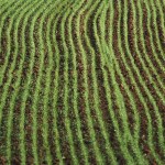 agricoltura, piante, natura, prodotti agricoli, campi coltivati