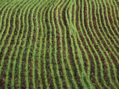 agricoltura, piante, natura, prodotti agricoli, campi coltivati