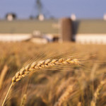 agricoltura, fattorie, piante, natura, prodotti agricoli