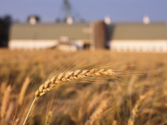 agricoltura, fattorie, piante, natura, prodotti agricoli