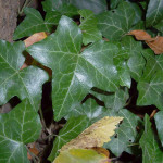 Edera