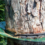 Processionaria del pino, gattamoscia