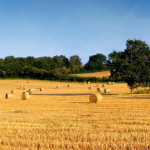 campo agricolo, agricoltura, campagna, aziende agricole