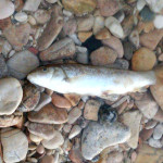 Pesci morti nel fiume Misa tra Pianello e Casine di Ostra