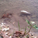 Pesci morti nel fiume Misa tra Pianello e Casine di Ostra