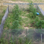 Piante di marijuana a inizio giugno