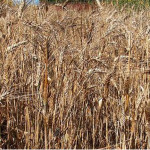 agricoltura, grano