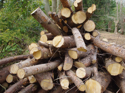 legna, legname, alberi abbattuti