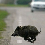 Cinghiale
