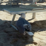 Gabbiano ferito in spiaggia a Senigallia