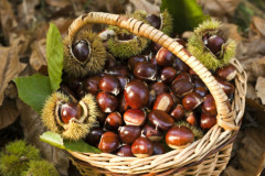 Castagne