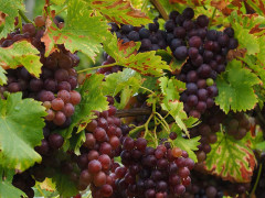 Uva, grappolo, vino