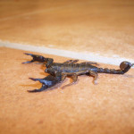scorpioni
