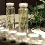 cannabis terapeutica, tilizzo della cannabis a fini terapeutici, farmaci cannabinoidi