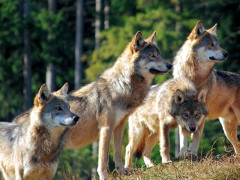 lupi, animali selvatici