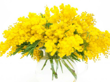 Festa della donna, mimose