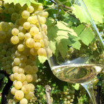 Verdicchio a bordo dei voli Lufthansa