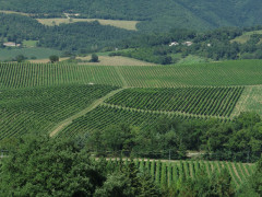 vigneti, verdicchio, colline, coltivazioni, agricoltura, vino