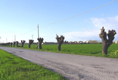 I mori gelsi in via Mattei dopo la potatura nella primavera 2017