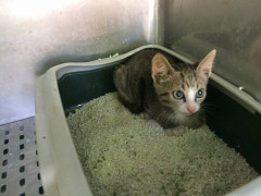 Uno dei gatti in gabbia al canile di Senigallia