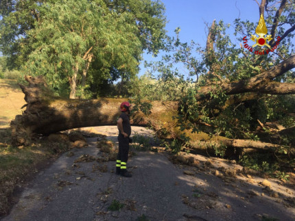 Serra de' Conti: danni ad alberi per il maltempo
