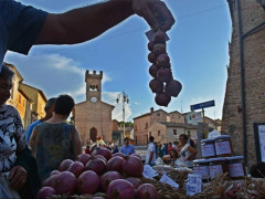 La festa della cipolla a Castelleone di Suasa