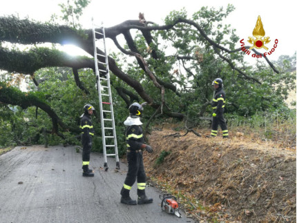 Quercia caduta