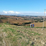 La linea elettrica danneggiata a Ostra, dove è morto folgorato il cane Bella