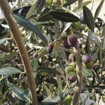 Olive, ulivo