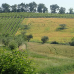 terreno agricolo, campo, coltivazione, campagna