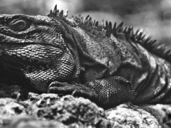 Iguana