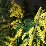 Mimosa, festa della donna, 8 marzo