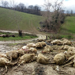 Massacro di gregge