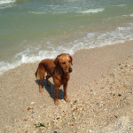 Cani in spiaggia a Senigallia. Foto di Scooby.Doo Beach