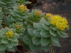 Rhodiola rosea: fiori