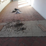 Sporcizia e degrado all'ex Chiostro di San Francesco a Ostra Vetere