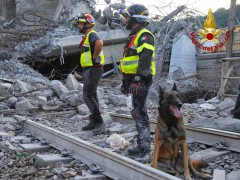 Unità cinofile dei Vigili del Fuoco a Genova dopo crollo del ponte Morandi