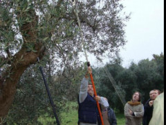 Potatura degli ulivi