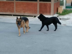 due cani di grossa taglia smarriti nei pressi all'edicola della Pace