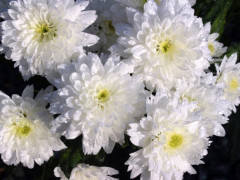 Vasto assortimento di fiori recisi al Vivaio Piantaviva di Senigallia