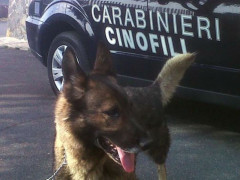 Carabinieri cinofili